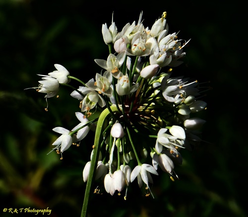 {Allium stellatum}